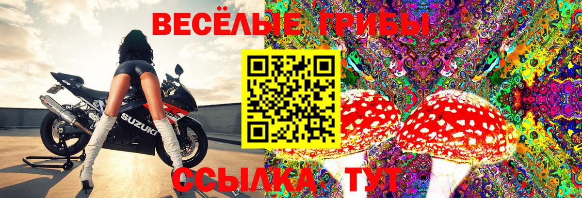 Псилоцибиновые грибы Psilocybe Медногорск